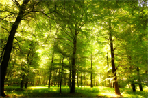 Sustainable_Forest